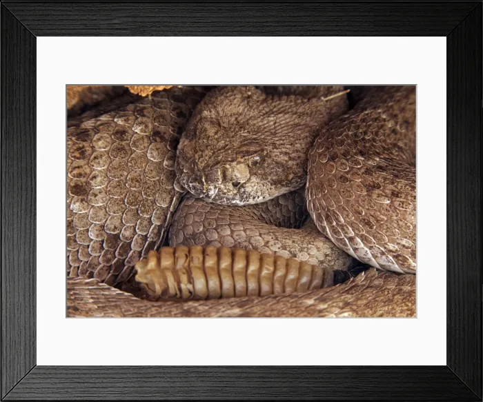 Framed Print : Western Diamond-backed Rattlesnake - emerging from winter hibernation site - March 2011 - Arizona - Sonoran desert Framed Print : Western Diamond-backed Rattlesnake - emerging from winter hibernation site - March 2011 - Arizona - Sonoran desert