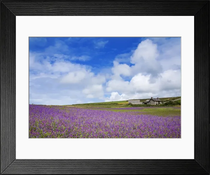 Framed Print : Purple Viper's Bugloss - Boscregan Farm - Cornwall - UK Framed Print : Purple Viper's Bugloss - Boscregan Farm - Cornwall - UK