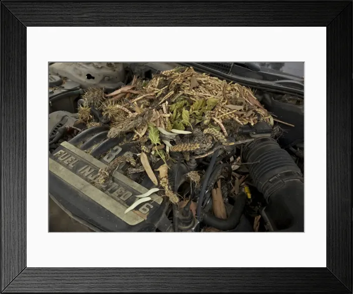 Framed Print : White-throated Packrat / Woodrat - nest in engine compartment - Arizona - USA Framed Print : White-throated Packrat / Woodrat - nest in engine compartment - Arizona - USA