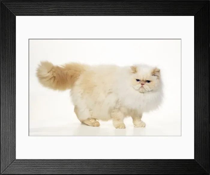 Framed Print : Persian Cream Point Himalayan Cat Framed Print : Persian Cream Point Himalayan Cat