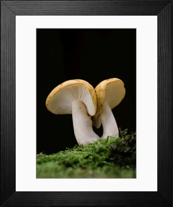 Framed Print : Yellow Russula - fungus - autumn - East Anglia - UK Framed Print : Yellow Russula - fungus - autumn - East Anglia - UK