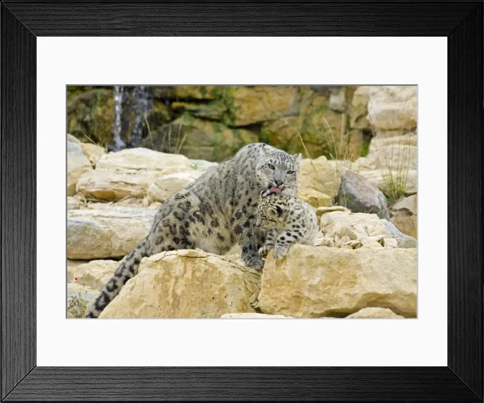 Framed Print : Snow Leopards - female washing cub Framed Print : Snow Leopards - female washing cub