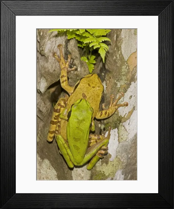 Framed Print : Masked Tree Frog / Treefrog - pair in amplexus - Tropical Rainforest - Costa Rica Framed Print : Masked Tree Frog / Treefrog - pair in amplexus - Tropical Rainforest - Costa Rica