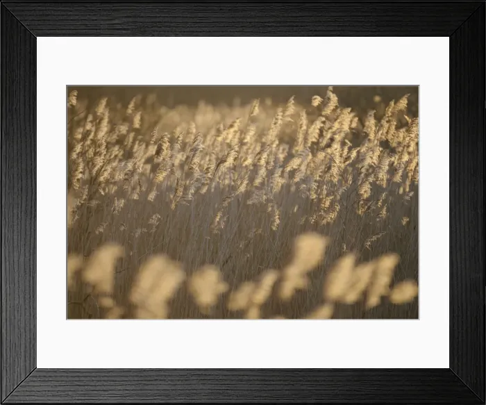 Framed Print : Common Reeds Framed Print : Common Reeds