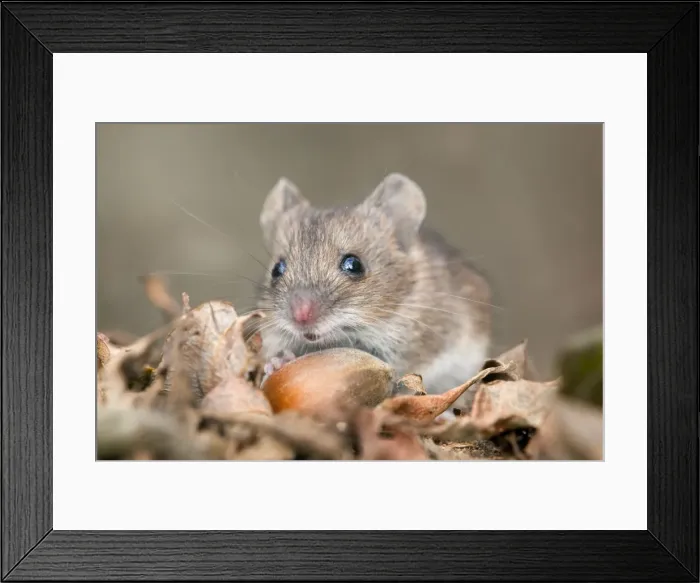 Framed Print : Wood Mouse - with hazelnut - UK Framed Print : Wood Mouse - with hazelnut - UK