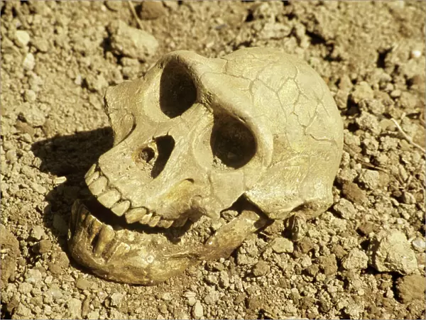 Fossil skull of Australopithecus afarensis