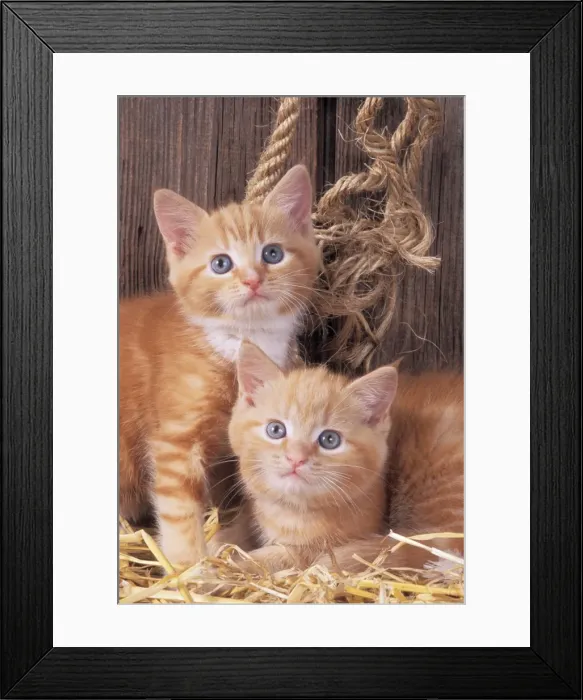 Framed Print : Cat JD 16479 Ginger kittens in barn © John Daniels / ardea. com Framed Print : Cat JD 16479 Ginger kittens in barn © John Daniels / ardea. com