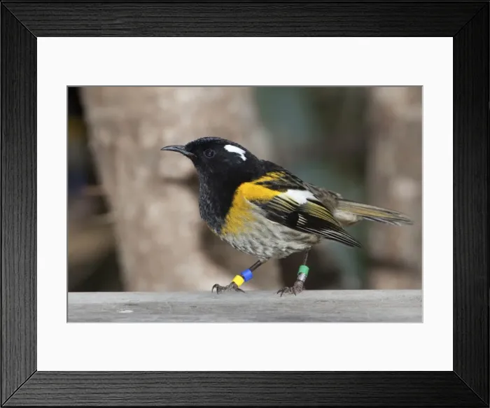 Framed Print : Stitchbird  /  Hihi - male - Tiritiri Matangi Island - Hauraki Gulf - New Zealand