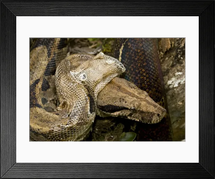 Framed Print : Boa Constictor - shedding skin - tropical rainforest - Guanacaste National Park - Costa Rica Framed Print : Boa Constictor - shedding skin - tropical rainforest - Guanacaste National Park - Costa Rica