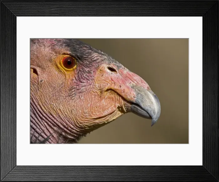 Framed Print : California Condor - controlled conditions - California - USA Framed Print : California Condor - controlled conditions - California - USA