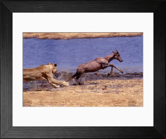 Framed Print : Lion chasing Tsessebe CRH 978 M1 Moremi, Botswana Panthera leo & Damaliscus lunatus © Chris Harvey / ardea. com Framed Print : Lion chasing Tsessebe CRH 978 M1 Moremi, Botswana Panthera leo & Damaliscus lunatus © Chris Harvey / ardea. com