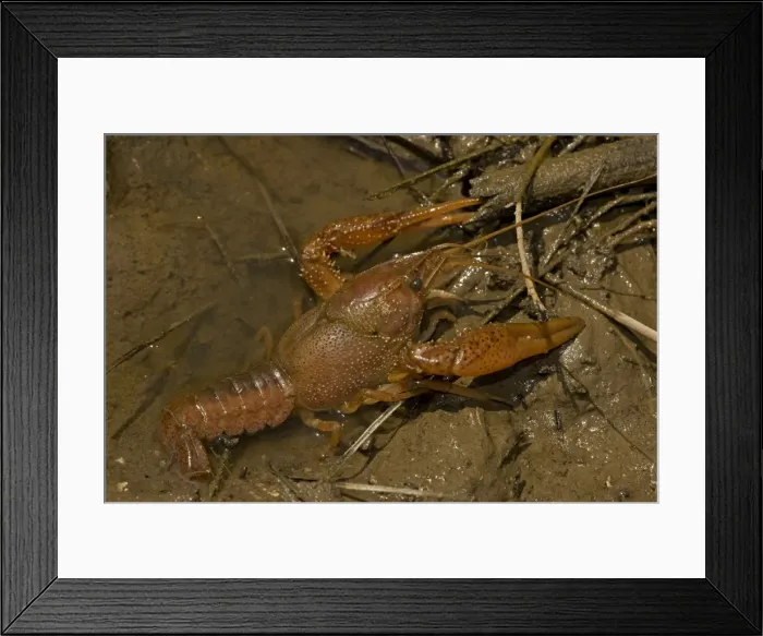Framed Print : Red Swamp Crawfish (Crayfish) - Louisiana - Important food item - commercially harvested - native to Southeastern US - introduced widely elsewhere Framed Print : Red Swamp Crawfish (Crayfish) - Louisiana - Important food item - commercially harvested - native to Southeastern US - introduced widely elsewhere