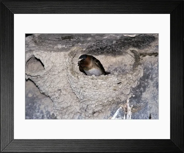 Framed Print : Cliff Swallow - in nest Framed Print : Cliff Swallow - in nest