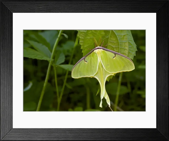 Framed Print : Luna Moth - Newly emerged adult - Family Saturnidae - one of the most beautiful insects in the world - Found in Eastern US and Souteastern Canada - New York - USA