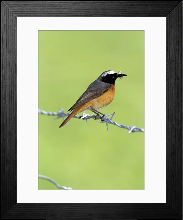 Framed Print : Redstart. JD-17364. Common REDSTART. Phoenicurus phoenicurus. John Daniels. Framed Print : Redstart. JD-17364. Common REDSTART. Phoenicurus phoenicurus. John Daniels.