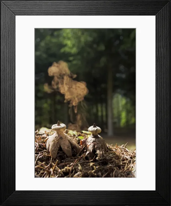 Framed Print : Earth Star - shedding spores - Bedfordshire UK 14918 Framed Print : Earth Star - shedding spores - Bedfordshire UK 14918