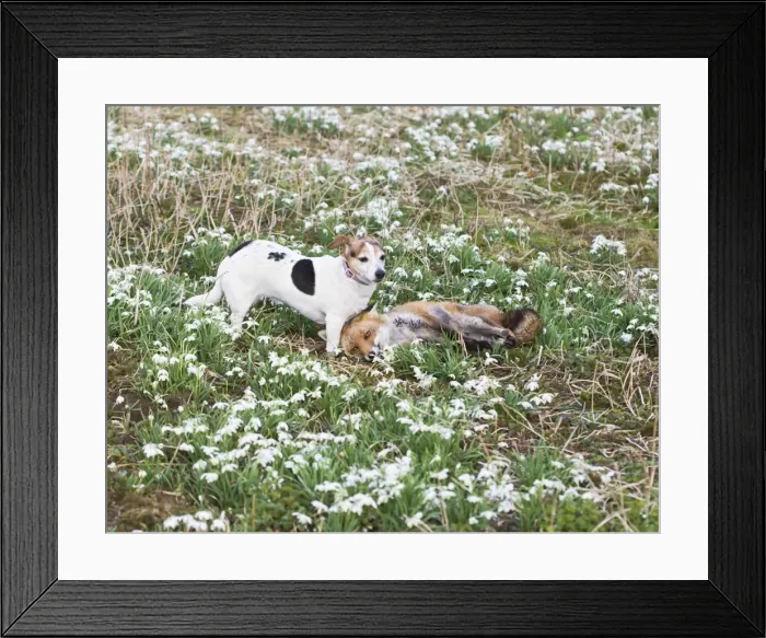 Framed Print : Red Fox - playing with Jack Russell in Snowdrops - controlled conditions 15962 Framed Print : Red Fox - playing with Jack Russell in Snowdrops - controlled conditions 15962