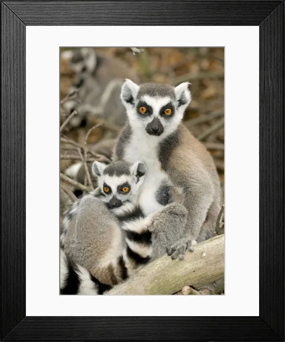 Framed Print : Ring-tailed Lemur - female with baby Framed Print : Ring-tailed Lemur - female with baby