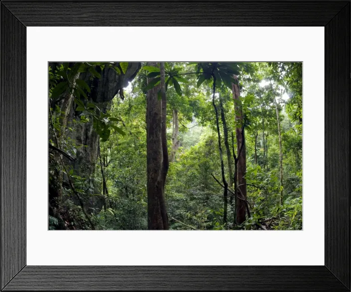 Framed Print : Rainforest and huge limestone rocks are typical in Sabang National Park, Palawan, Philippines - February. Ph41. 1021 Framed Print : Rainforest and huge limestone rocks are typical in Sabang National Park, Palawan, Philippines - February. Ph41. 1021