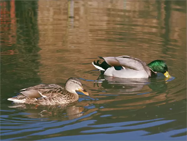 Mallard Duck - female & male