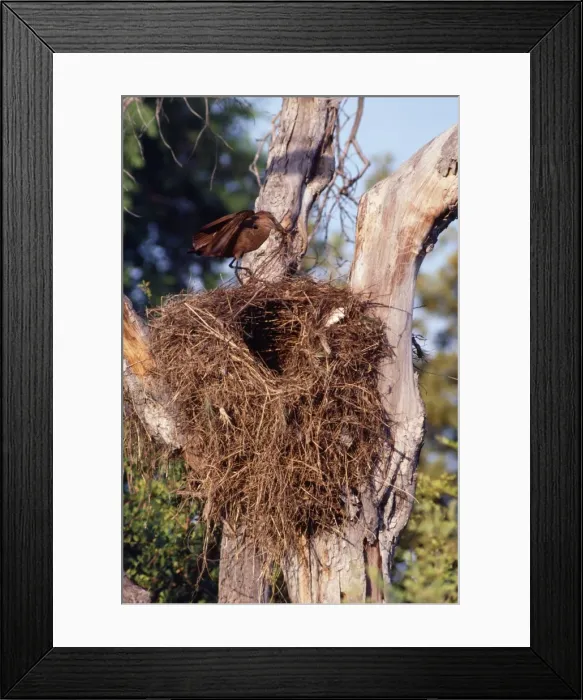 Framed Print : Hammerkop - building nest - Botswana - Africa Framed Print : Hammerkop - building nest - Botswana - Africa
