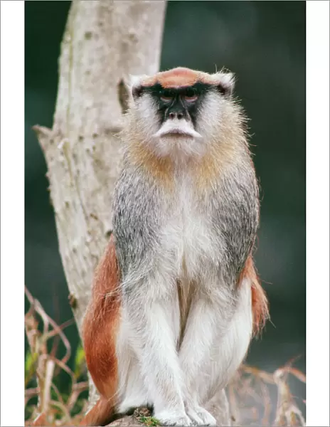 Patas Monkey CAN 1454 Erythrocebus patas © John Cancalosi  /  ardea. com