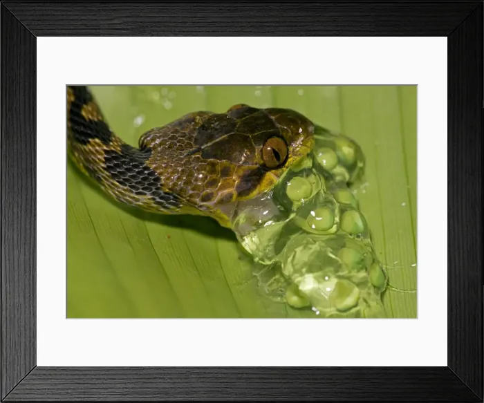 Framed Print : Northern cat-eyed snake - eating frog eggs - found from southern Texas to Peru - Tropical rainforest - Costa Rica Framed Print : Northern cat-eyed snake - eating frog eggs - found from southern Texas to Peru - Tropical rainforest - Costa Rica