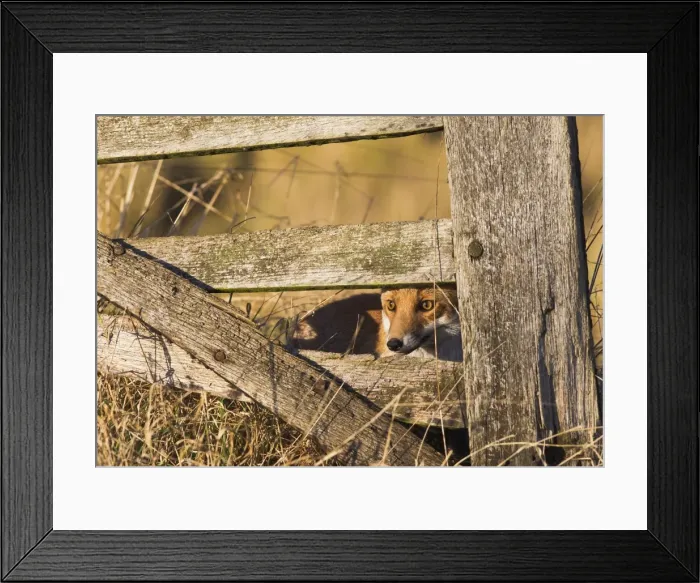 Framed Print : Red Fox - looking through gate - controlled conditions 15094 Framed Print : Red Fox - looking through gate - controlled conditions 15094