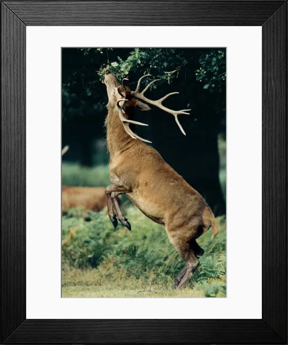 Framed Print : Red Deer CAN 303 Stag eating leaves and Acorns - UK Cervus elaphus © John Cancalosi  /  ARDEA LONDON