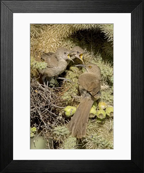 Framed Print : Curve-billed Thrashers - adult tending young on nest - Arizona - USA - Distribution: southwest USA to southern Mexico Framed Print : Curve-billed Thrashers - adult tending young on nest - Arizona - USA - Distribution: southwest USA to southern Mexico