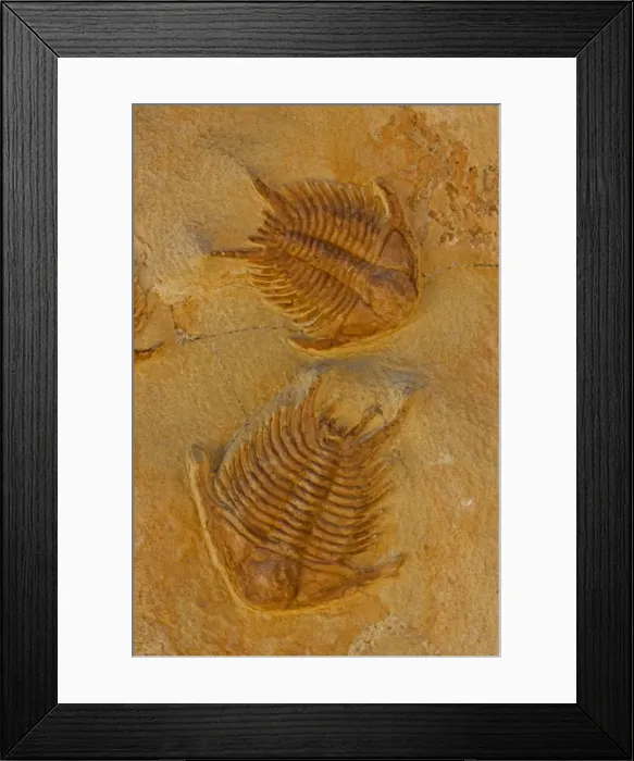 Framed Print : Fossil Trilobites - Sumphururus ytripocis - Ordovician age - Zagoura Morocco Framed Print : Fossil Trilobites - Sumphururus ytripocis - Ordovician age - Zagoura Morocco