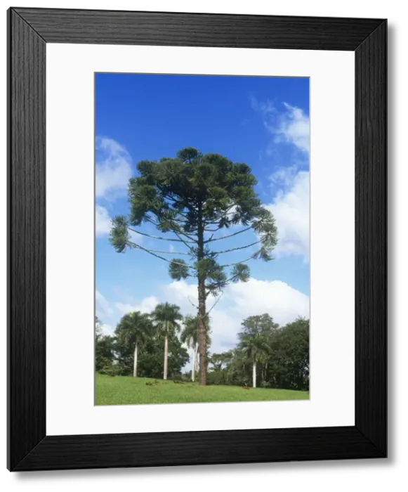Framed Print : Parana Pine Brazil Framed Print : Parana Pine Brazil