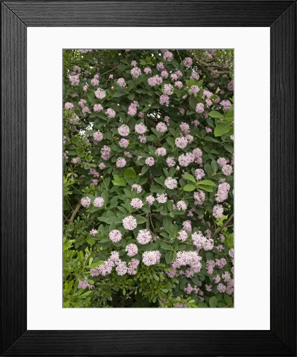 Framed Print : Pompon Tree - flower - decorative and popular garden plant - bark useful for making rope - Grahamstown - Eastern Cape - South Africa Framed Print : Pompon Tree - flower - decorative and popular garden plant - bark useful for making rope - Grahamstown - Eastern Cape - South Africa