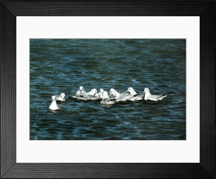 Framed Print : Antarctic Fulmars - Saunders Island - Falkland Islands Framed Print : Antarctic Fulmars - Saunders Island - Falkland Islands