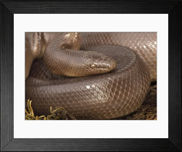 Framed Print : Rubber Boa - Oregon - USA - Distribution: Washington - Oregon - Idaho - Montana - Wyoming - Utah - Nevada - California in the US and British Columbia in Canada Framed Print : Rubber Boa - Oregon - USA - Distribution: Washington - Oregon - Idaho - Montana - Wyoming - Utah - Nevada - California in the US and British Columbia in Canada