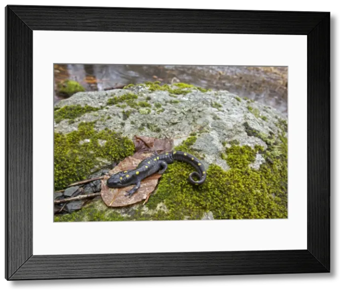 Framed Print : Spotted Salamander - at breeding pond in spring - Common in the eastern United States and Canada - New York - USA Framed Print : Spotted Salamander - at breeding pond in spring - Common in the eastern United States and Canada - New York - USA
