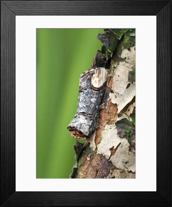 Framed Print : Buff-tip Moth - Resting on tree trunk - Lincolnshire - England Framed Print : Buff-tip Moth - Resting on tree trunk - Lincolnshire - England