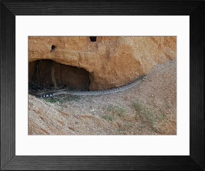 Framed Print : Western Diamond-backed Rattlesnake - emerging from winter hibernation site - March 2011 - Arizona - Sonoran desert Framed Print : Western Diamond-backed Rattlesnake - emerging from winter hibernation site - March 2011 - Arizona - Sonoran desert
