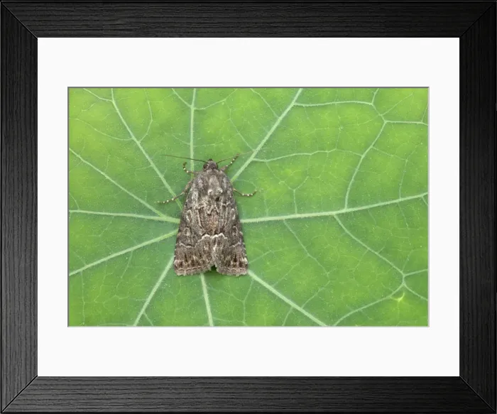 Framed Print : Straw Underwing Thalpophila matura Essex, UK IN000448 Framed Print : Straw Underwing Thalpophila matura Essex, UK IN000448