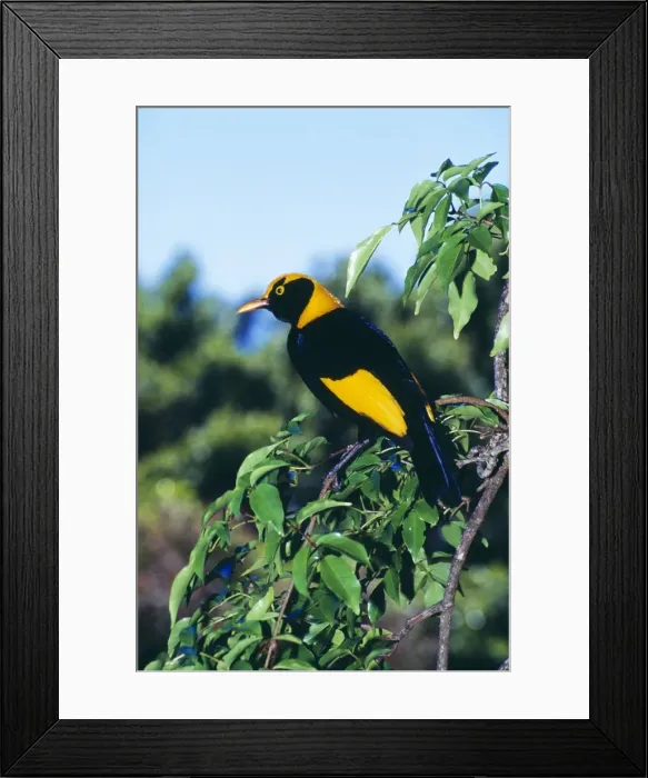 Framed Print : Regent Bowerbird HB 3769 Male, an avenue builder found in Northern New South Wales & Southern Queensland. Sericulus chrysocephalus © Hans & Judy Beste / ardea. com Framed Print : Regent Bowerbird HB 3769 Male, an avenue builder found in Northern New South Wales & Southern Queensland. Sericulus chrysocephalus © Hans & Judy Beste / ardea. com