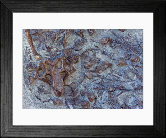 Framed Print : Psittacosaurus Nest - sculpted cast - China - 34 babies and one adult Framed Print : Psittacosaurus Nest - sculpted cast - China - 34 babies and one adult