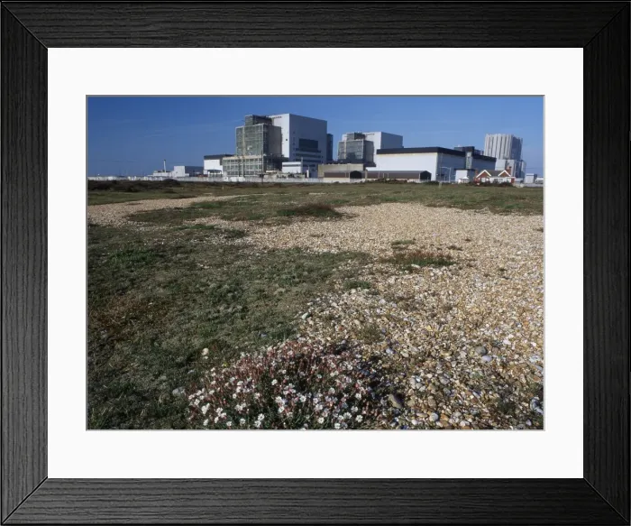 Framed Print : Dungeness Power Station - and Sea Campion - Dungeness - Kent - UK LA001980