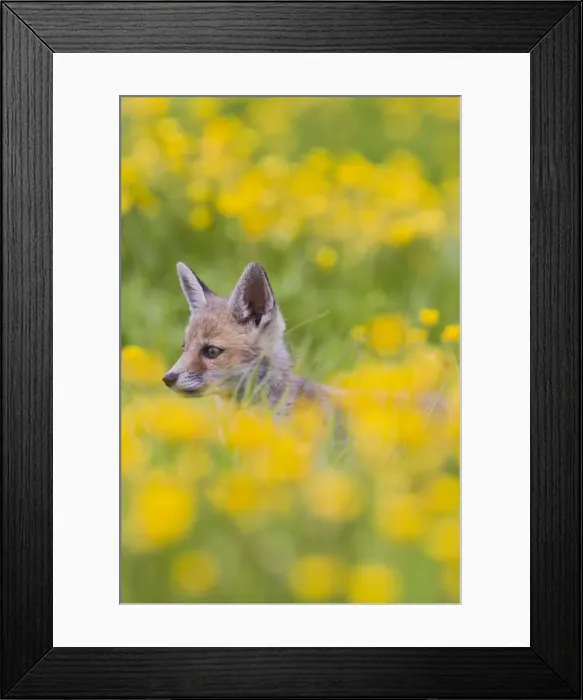 Framed Print : Red Fox - cub in buttercup meadow - controlled conditions 12742 Framed Print : Red Fox - cub in buttercup meadow - controlled conditions 12742