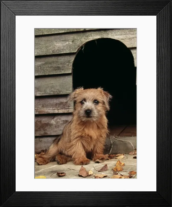 Framed Print : Norfolk Terrier Dog JD 16473 Puppy sitting outside kennel © John Daniels  /  ardea. com