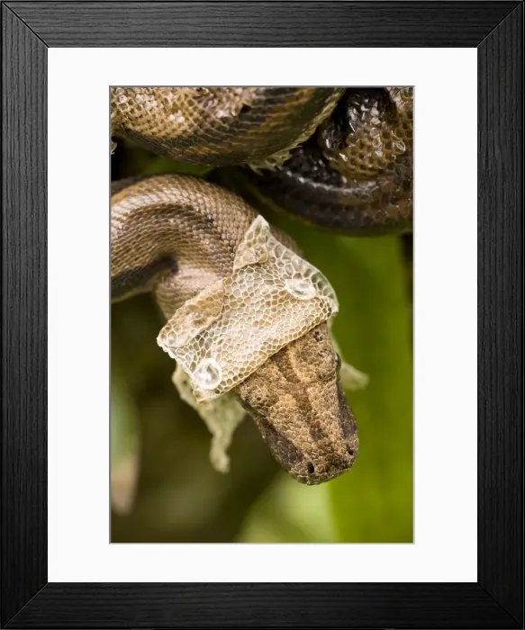 Framed Print : Boa Constictor - shedding skin - Tropical rainforest - Guanacaste National Park - Costa Rica Framed Print : Boa Constictor - shedding skin - Tropical rainforest - Guanacaste National Park - Costa Rica