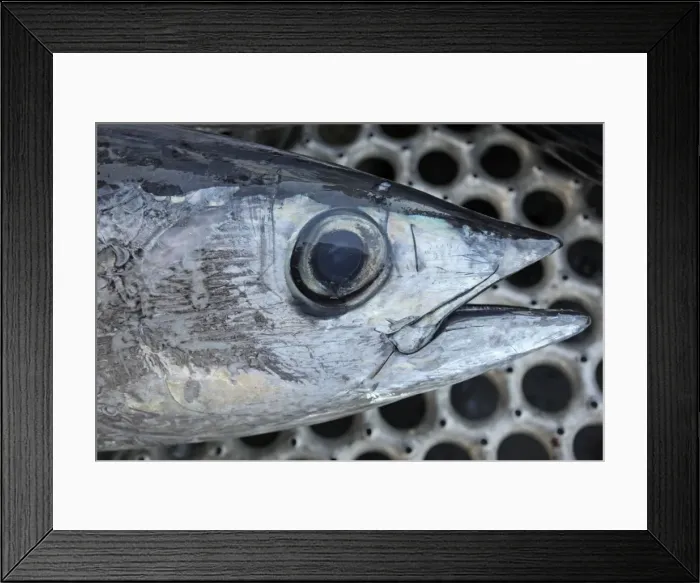 Framed Print : Albacore Tuna / Rose of the sea - head - Oregon - USA Framed Print : Albacore Tuna / Rose of the sea - head - Oregon - USA