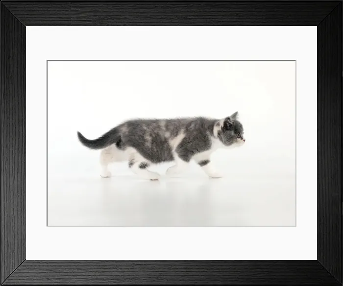 Framed Print : CAT - 9 week old british shorthair kitten Framed Print : CAT - 9 week old british shorthair kitten