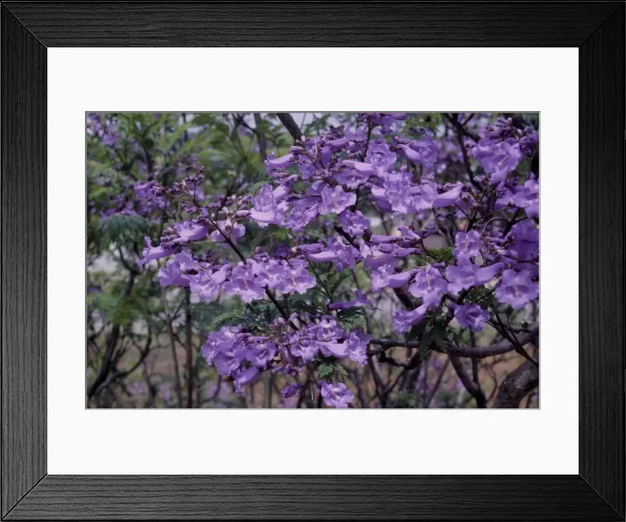 Framed Print : Jacaranda - in blossom - Grahamstown - South Africa Framed Print : Jacaranda - in blossom - Grahamstown - South Africa