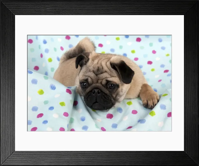 Framed Print : DOG - Pug puppy on spotted blanket Framed Print : DOG - Pug puppy on spotted blanket