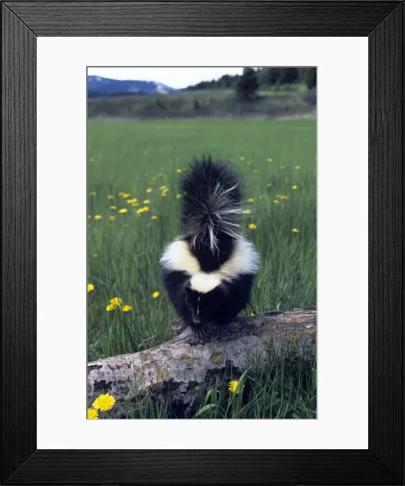 Framed Print : Striped Skunk - North America Framed Print : Striped Skunk - North America
